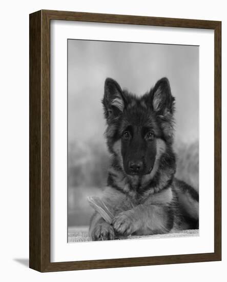 Domestic Dog, German Shepherd Alsatian Juvenile. 5 Months Old, with Rawhide Bone-Petra Wegner-Framed Photographic Print