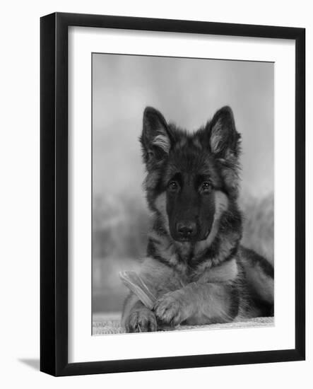 Domestic Dog, German Shepherd Alsatian Juvenile. 5 Months Old, with Rawhide Bone-Petra Wegner-Framed Photographic Print