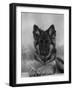 Domestic Dog, German Shepherd Alsatian Juvenile. 5 Months Old, with Rawhide Bone-Petra Wegner-Framed Photographic Print