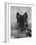 Domestic Dog, German Shepherd Alsatian Juvenile. 5 Months Old, with Rawhide Bone-Petra Wegner-Framed Photographic Print