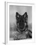 Domestic Dog, German Shepherd Alsatian Juvenile. 5 Months Old, with Rawhide Bone-Petra Wegner-Framed Photographic Print