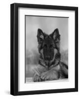 Domestic Dog, German Shepherd Alsatian Juvenile. 5 Months Old, with Rawhide Bone-Petra Wegner-Framed Premium Photographic Print