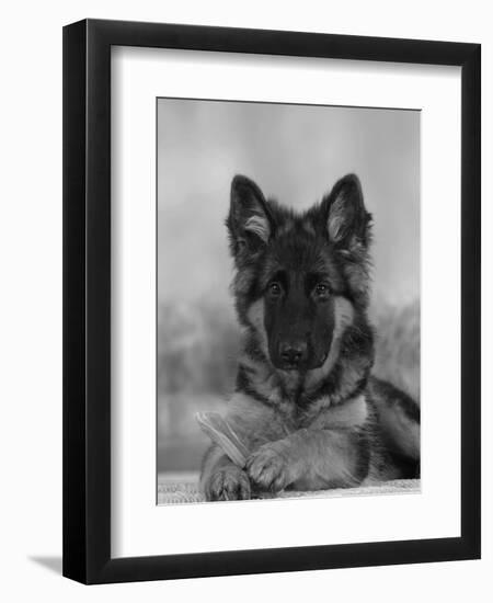 Domestic Dog, German Shepherd Alsatian Juvenile. 5 Months Old, with Rawhide Bone-Petra Wegner-Framed Premium Photographic Print