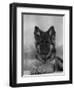 Domestic Dog, German Shepherd Alsatian Juvenile. 5 Months Old, with Rawhide Bone-Petra Wegner-Framed Premium Photographic Print