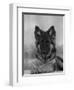 Domestic Dog, German Shepherd Alsatian Juvenile. 5 Months Old, with Rawhide Bone-Petra Wegner-Framed Premium Photographic Print