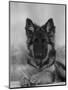 Domestic Dog, German Shepherd Alsatian Juvenile. 5 Months Old, with Rawhide Bone-Petra Wegner-Mounted Premium Photographic Print