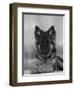 Domestic Dog, German Shepherd Alsatian Juvenile. 5 Months Old, with Rawhide Bone-Petra Wegner-Framed Photographic Print