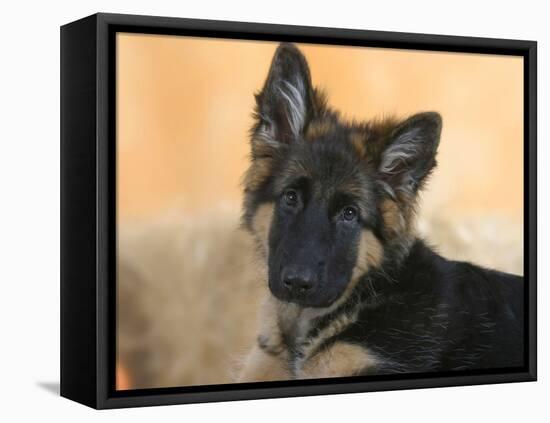 Domestic Dog, German Shepherd Alsatian Juvenile. 5 Months Old-Petra Wegner-Framed Stretched Canvas