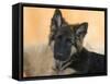 Domestic Dog, German Shepherd Alsatian Juvenile. 5 Months Old-Petra Wegner-Framed Stretched Canvas