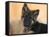 Domestic Dog, German Shepherd Alsatian Juvenile. 5 Months Old-Petra Wegner-Framed Stretched Canvas