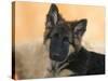 Domestic Dog, German Shepherd Alsatian Juvenile. 5 Months Old-Petra Wegner-Stretched Canvas