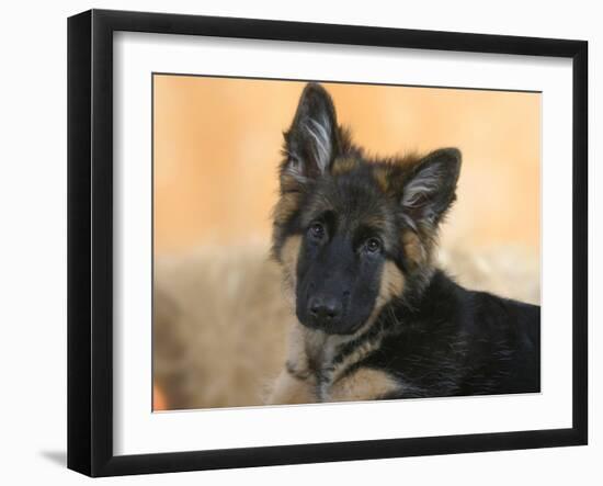 Domestic Dog, German Shepherd Alsatian Juvenile. 5 Months Old-Petra Wegner-Framed Premium Photographic Print