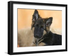 Domestic Dog, German Shepherd Alsatian Juvenile. 5 Months Old-Petra Wegner-Framed Premium Photographic Print