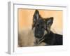 Domestic Dog, German Shepherd Alsatian Juvenile. 5 Months Old-Petra Wegner-Framed Premium Photographic Print