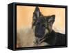 Domestic Dog, German Shepherd Alsatian Juvenile. 5 Months Old-Petra Wegner-Framed Stretched Canvas