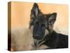 Domestic Dog, German Shepherd Alsatian Juvenile. 5 Months Old-Petra Wegner-Stretched Canvas