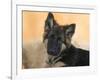 Domestic Dog, German Shepherd Alsatian Juvenile. 5 Months Old-Petra Wegner-Framed Photographic Print