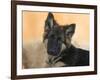 Domestic Dog, German Shepherd Alsatian Juvenile. 5 Months Old-Petra Wegner-Framed Photographic Print