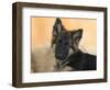 Domestic Dog, German Shepherd Alsatian Juvenile. 5 Months Old-Petra Wegner-Framed Photographic Print