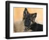 Domestic Dog, German Shepherd Alsatian Juvenile. 5 Months Old-Petra Wegner-Framed Photographic Print