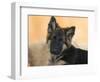 Domestic Dog, German Shepherd Alsatian Juvenile. 5 Months Old-Petra Wegner-Framed Photographic Print