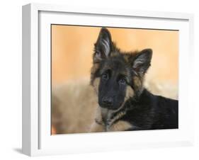 Domestic Dog, German Shepherd Alsatian Juvenile. 5 Months Old-Petra Wegner-Framed Photographic Print