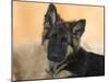 Domestic Dog, German Shepherd Alsatian Juvenile. 5 Months Old-Petra Wegner-Mounted Photographic Print