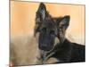Domestic Dog, German Shepherd Alsatian Juvenile. 5 Months Old-Petra Wegner-Mounted Photographic Print