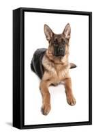 Domestic Dog, German Shepherd Dog, adult, laying-Chris Brignell-Framed Stretched Canvas