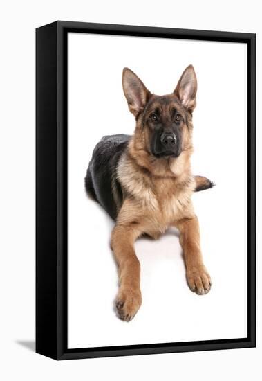 Domestic Dog, German Shepherd Dog, adult, laying-Chris Brignell-Framed Stretched Canvas