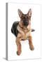 Domestic Dog, German Shepherd Dog, adult, laying-Chris Brignell-Stretched Canvas