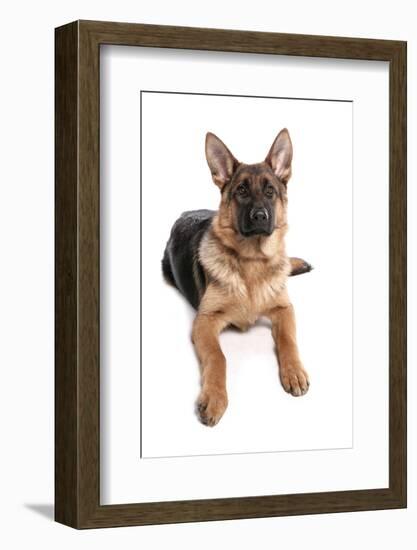 Domestic Dog, German Shepherd Dog, adult, laying-Chris Brignell-Framed Photographic Print