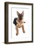 Domestic Dog, German Shepherd Dog, adult, laying-Chris Brignell-Framed Photographic Print