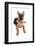 Domestic Dog, German Shepherd Dog, adult, laying-Chris Brignell-Framed Photographic Print