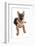 Domestic Dog, German Shepherd Dog, adult, laying-Chris Brignell-Framed Photographic Print