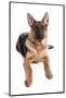 Domestic Dog, German Shepherd Dog, adult, laying-Chris Brignell-Mounted Photographic Print
