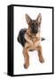 Domestic Dog, German Shepherd Dog, adult, laying-Chris Brignell-Framed Stretched Canvas
