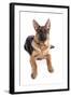 Domestic Dog, German Shepherd Dog, adult, laying-Chris Brignell-Framed Photographic Print