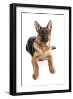 Domestic Dog, German Shepherd Dog, adult, laying-Chris Brignell-Framed Photographic Print