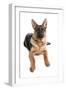 Domestic Dog, German Shepherd Dog, adult, laying-Chris Brignell-Framed Photographic Print