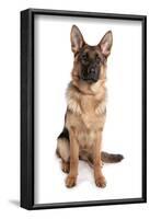 Domestic Dog, German Shepherd Dog, adult, sitting-Chris Brignell-Framed Photographic Print