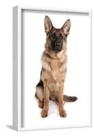 Domestic Dog, German Shepherd Dog, adult, sitting-Chris Brignell-Framed Photographic Print