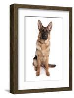 Domestic Dog, German Shepherd Dog, adult, sitting-Chris Brignell-Framed Photographic Print