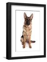 Domestic Dog, German Shepherd Dog, adult, sitting-Chris Brignell-Framed Photographic Print