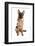 Domestic Dog, German Shepherd Dog, adult, sitting-Chris Brignell-Framed Photographic Print