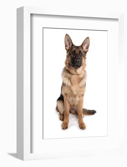 Domestic Dog, German Shepherd Dog, adult, sitting-Chris Brignell-Framed Photographic Print