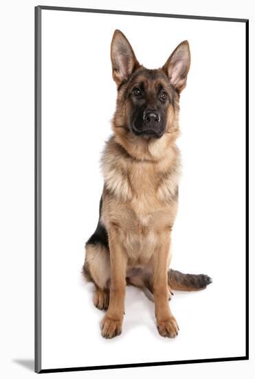 Domestic Dog, German Shepherd Dog, adult, sitting-Chris Brignell-Mounted Photographic Print