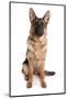 Domestic Dog, German Shepherd Dog, adult, sitting-Chris Brignell-Mounted Photographic Print