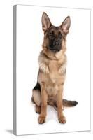 Domestic Dog, German Shepherd Dog, adult, sitting-Chris Brignell-Stretched Canvas