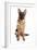 Domestic Dog, German Shepherd Dog, adult, sitting-Chris Brignell-Framed Photographic Print